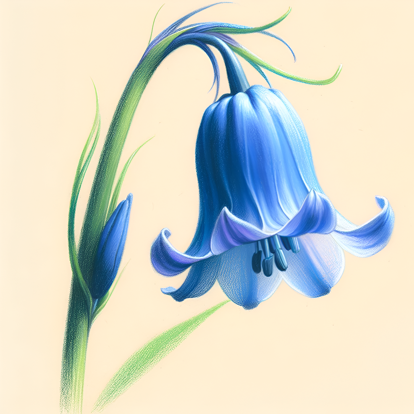 Bluebell Poster - OutOfNowhereArt