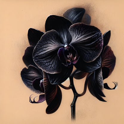 Black Orchid - OutOfNowhereArt